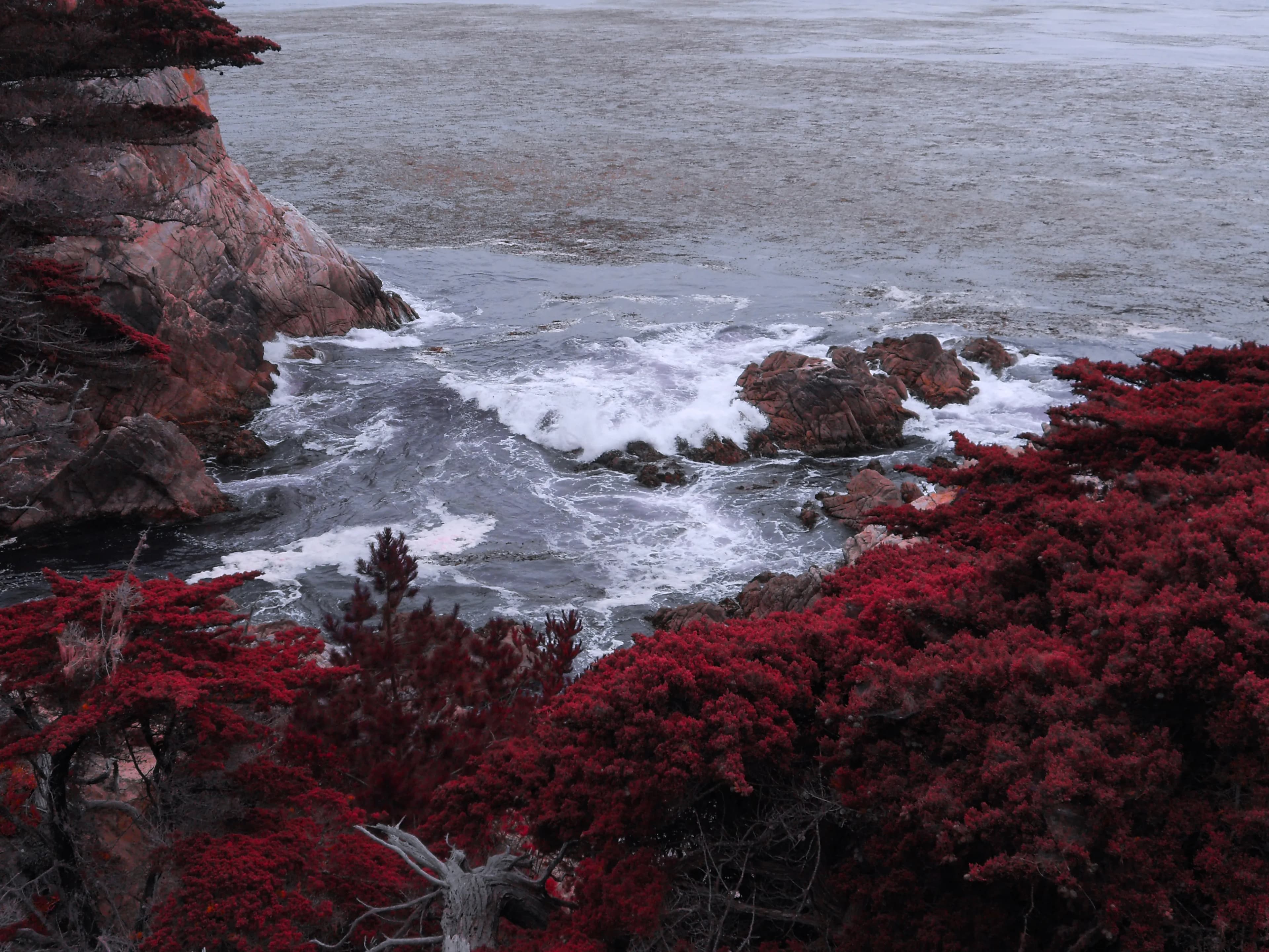 Joshua tree ocean red