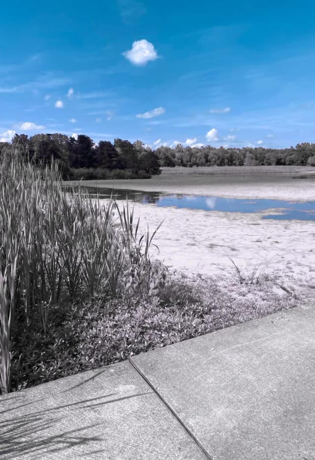 Lake reeds and surface algae