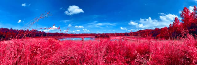 Grass and trees with lake and sky in the background