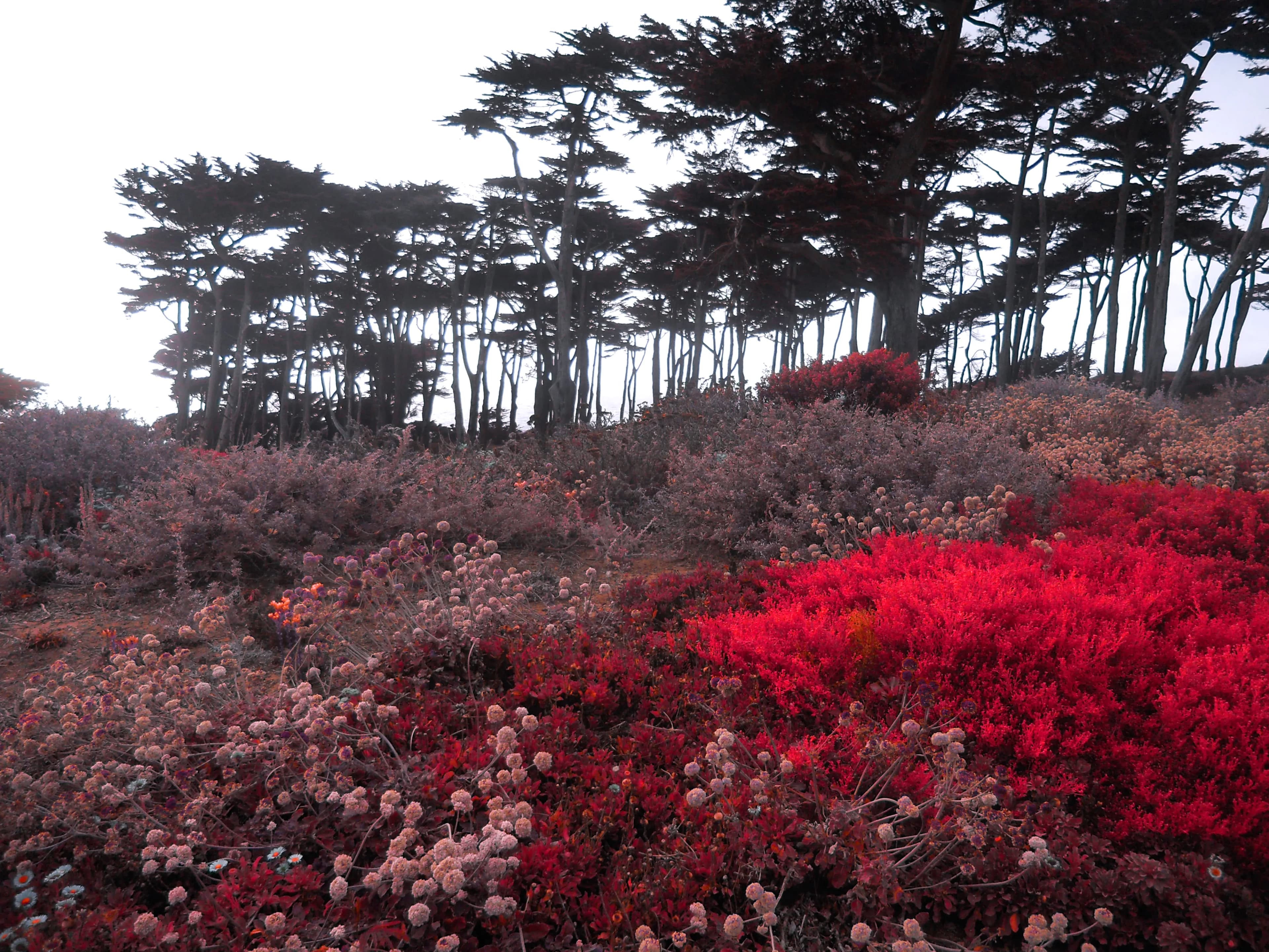 Old trees prairies red