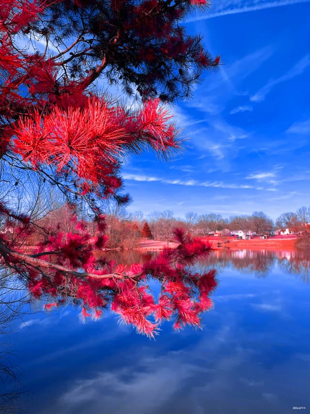 Pine tree with lake background on early spring day