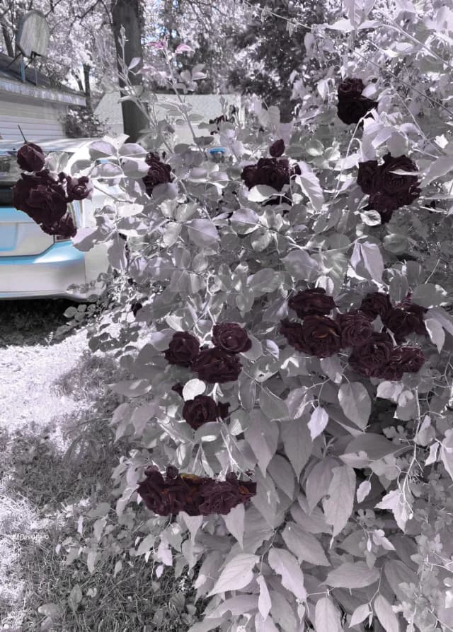 Roses white