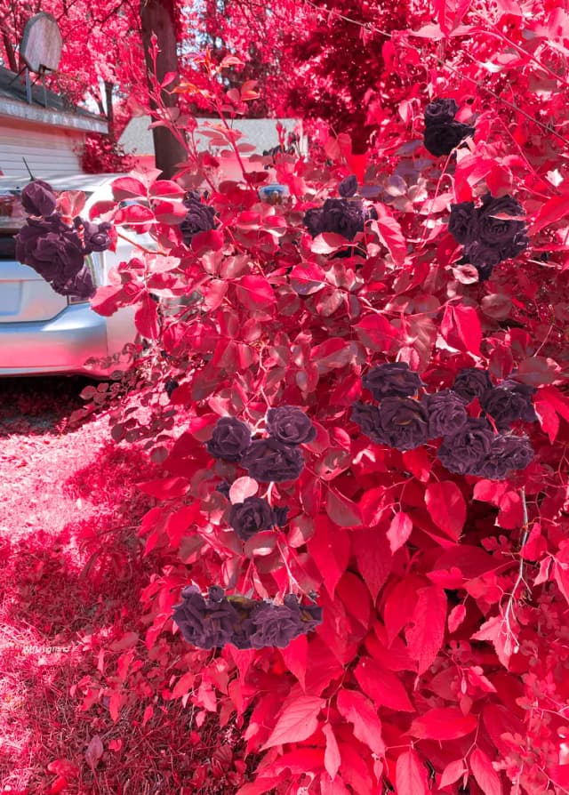 Roses red