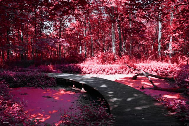 Bridge on marsh in summer forest and in shade