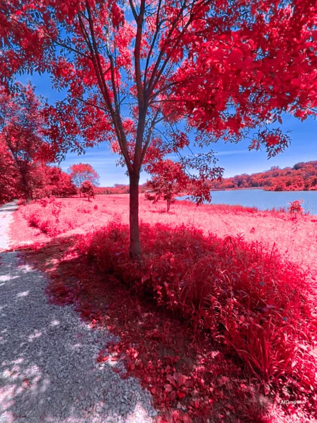 Tree at the lake