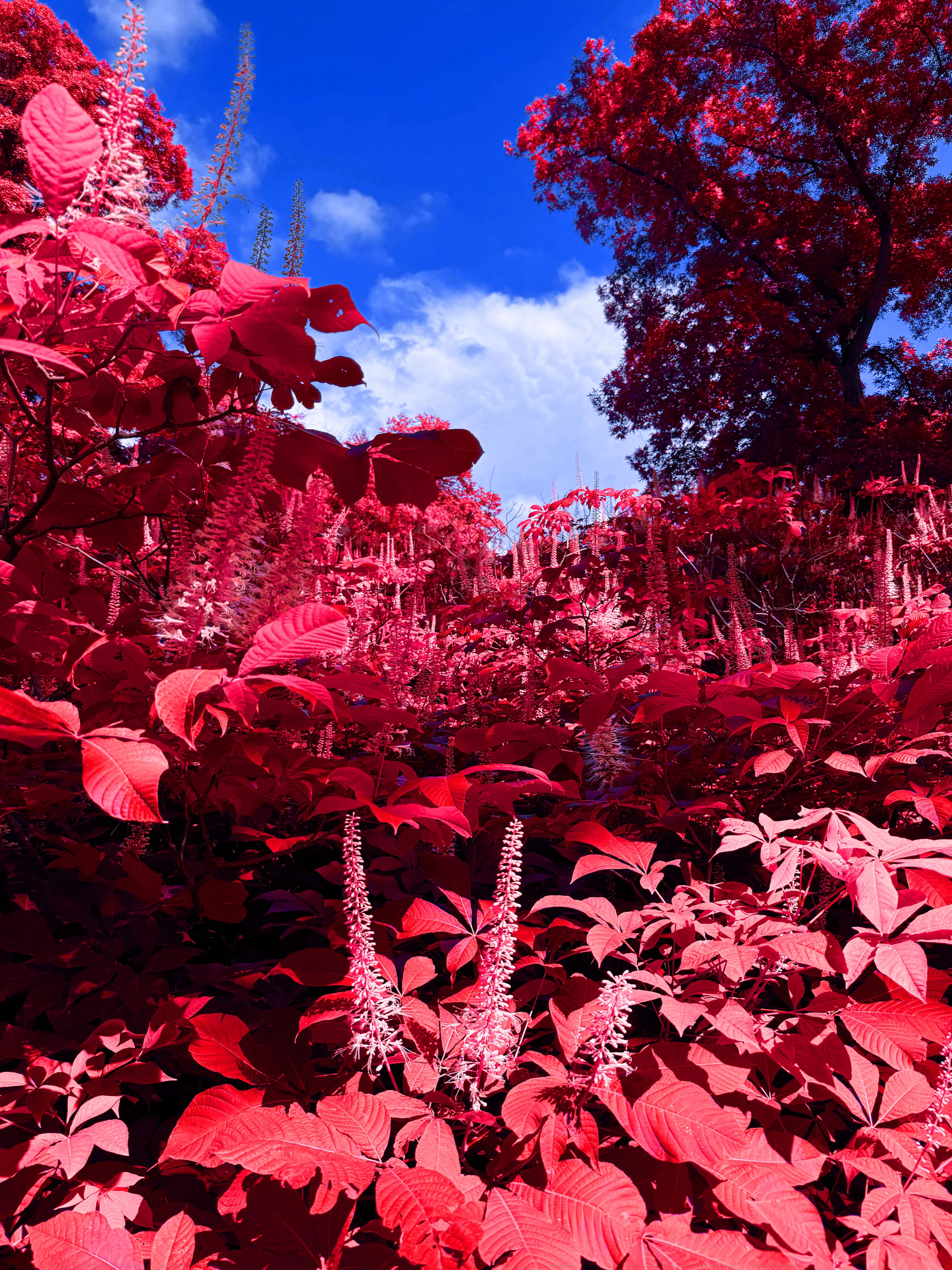 Under cover prairie meets sky red