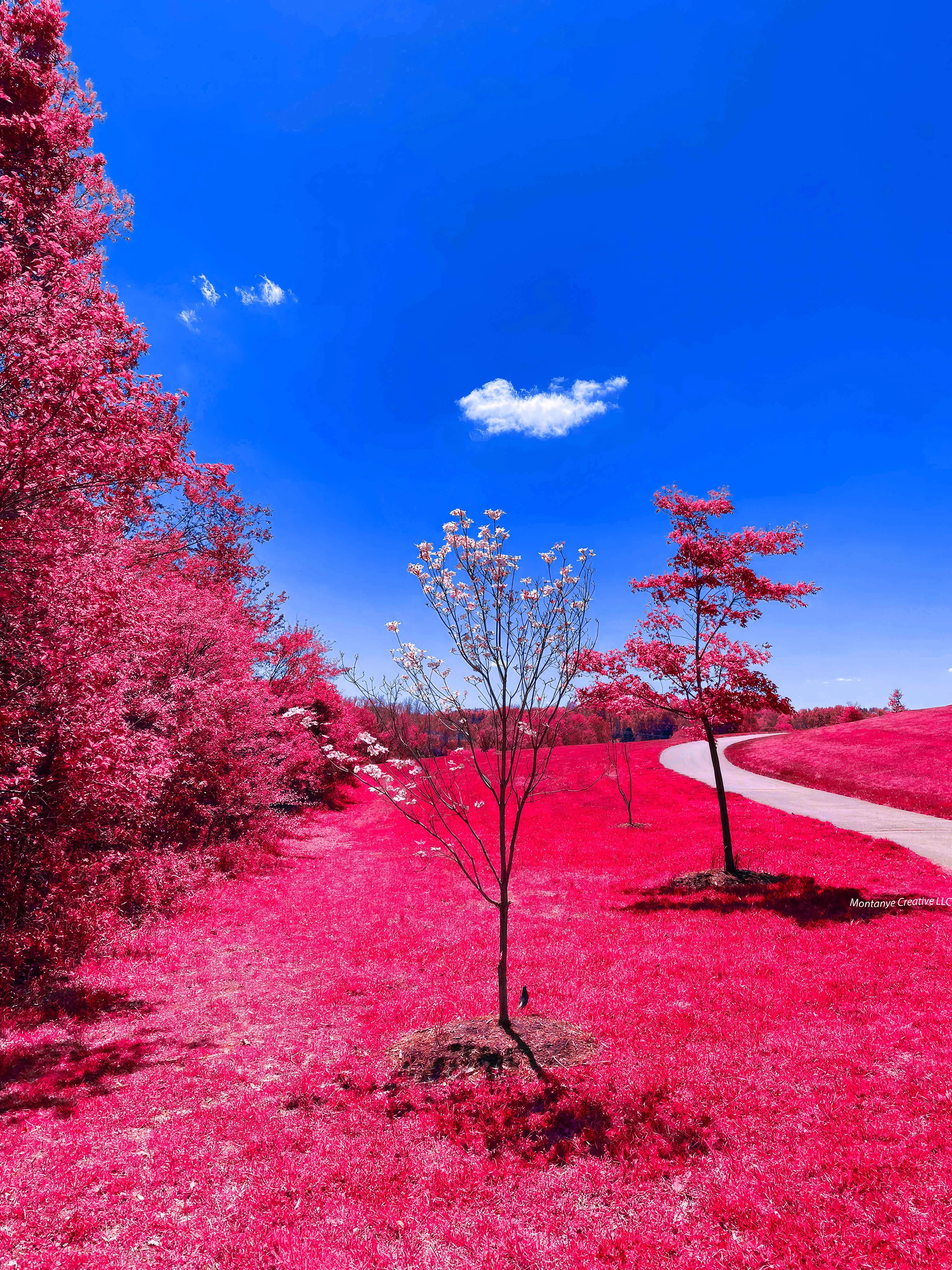 White flower tree red